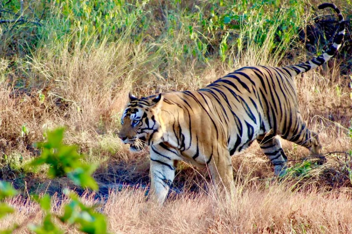 tiger