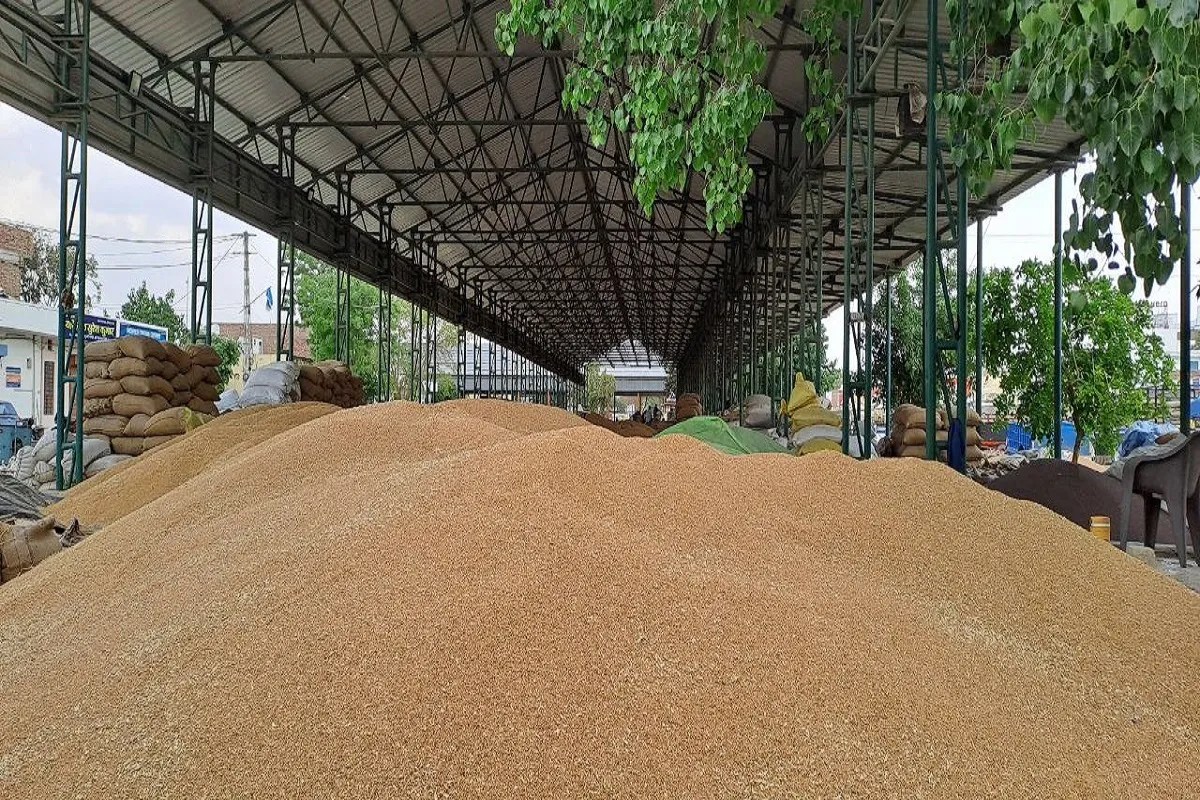 Wheat piled up in the new grain market of Sri Ganganagar