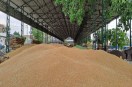 Wheat piled up in the new grain market of Sri Ganganagar