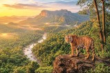 Bastar Forest History