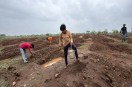 tree planting