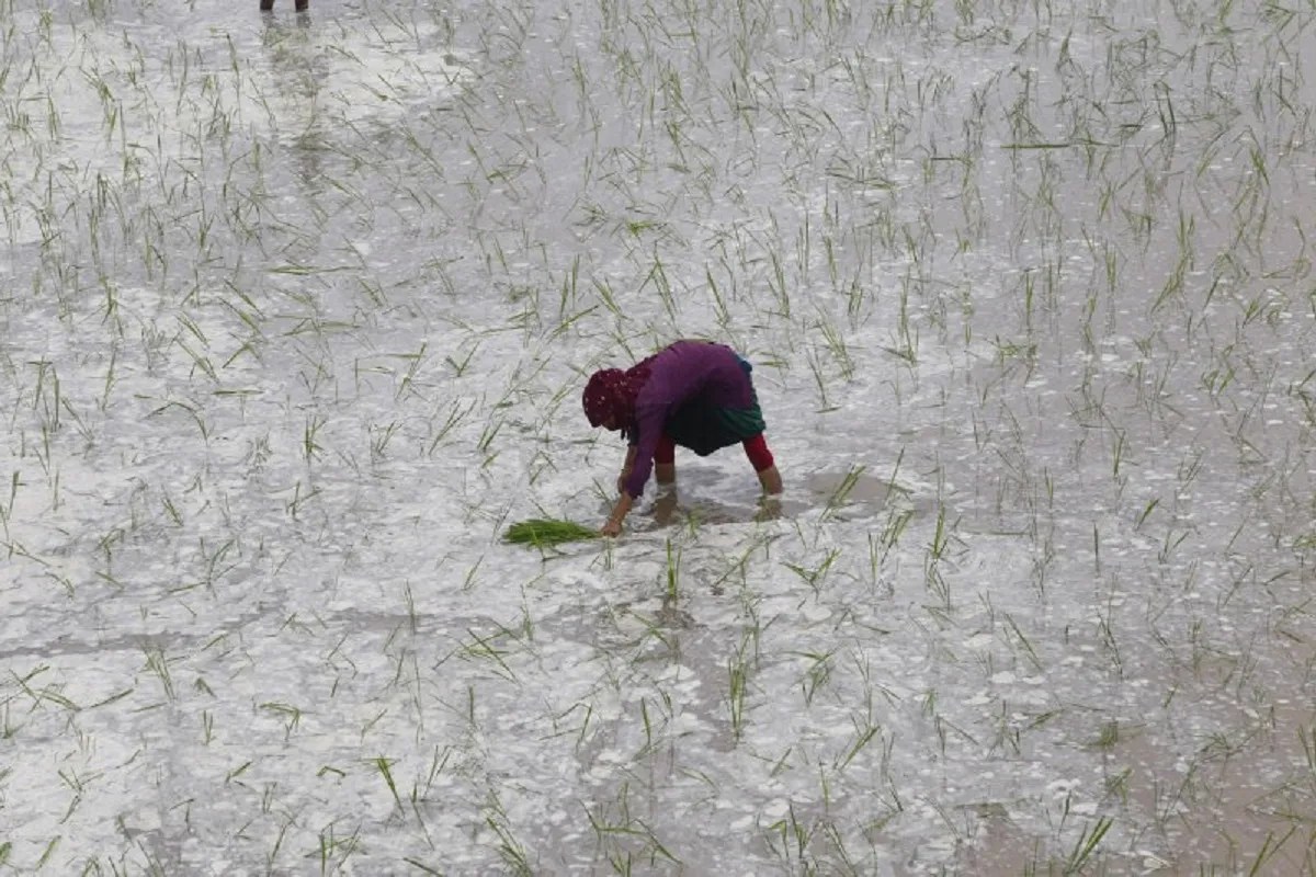Kharif Sowing Progress