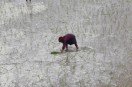 Kharif Sowing Progress