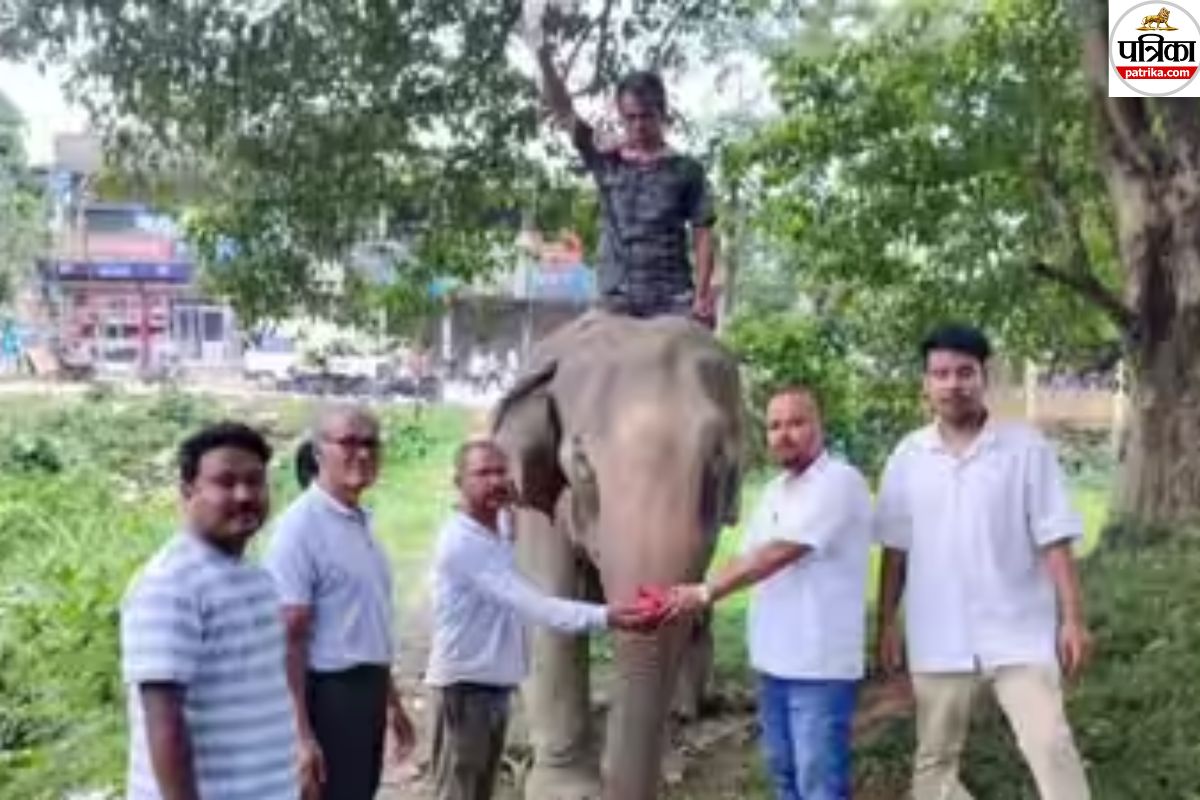 53 year old elephant flood journey assam