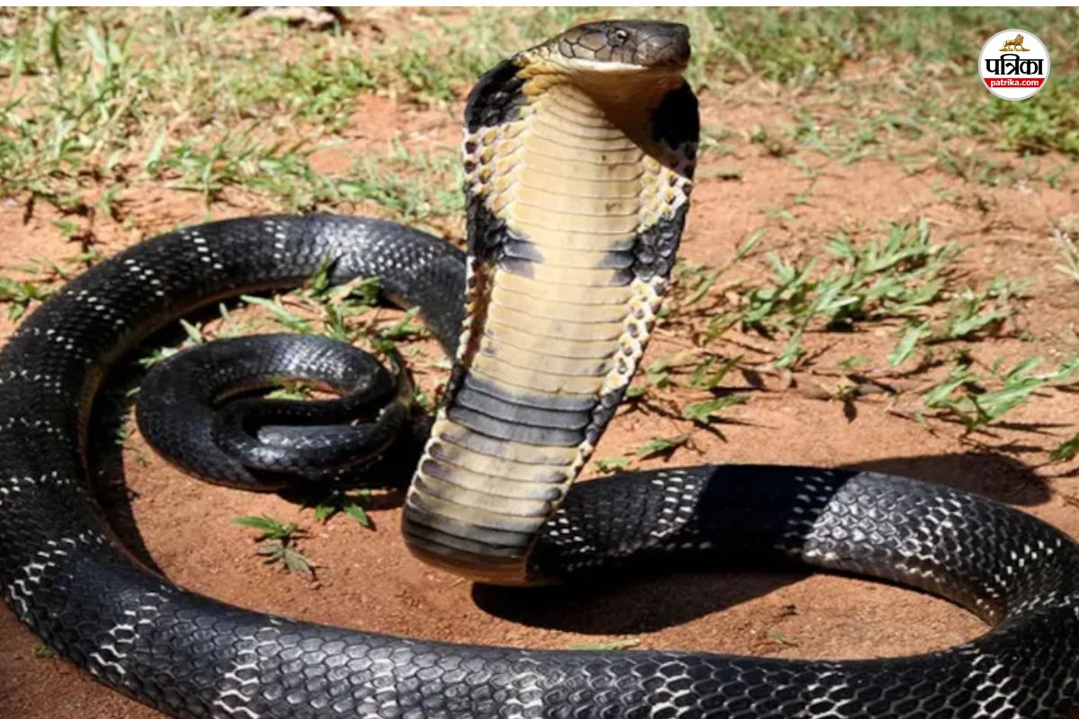 Alwar young man bitten snake angry family members killed him and rushed both hospital