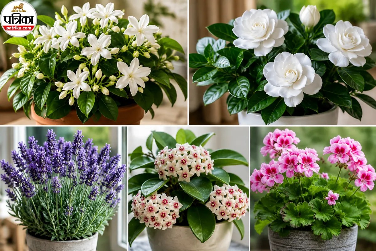 Fragrant Flowering Plants, Natural Air Freshener Plants