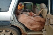 Cattle smuggling