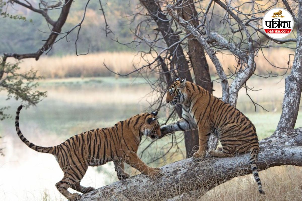 Chhattisgarh Tiger Reserve