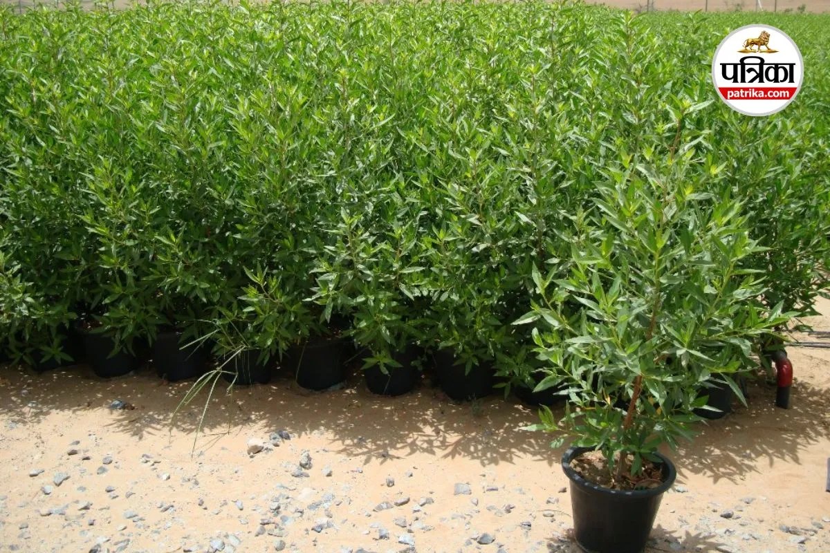 Conocarpus Erectus Ban