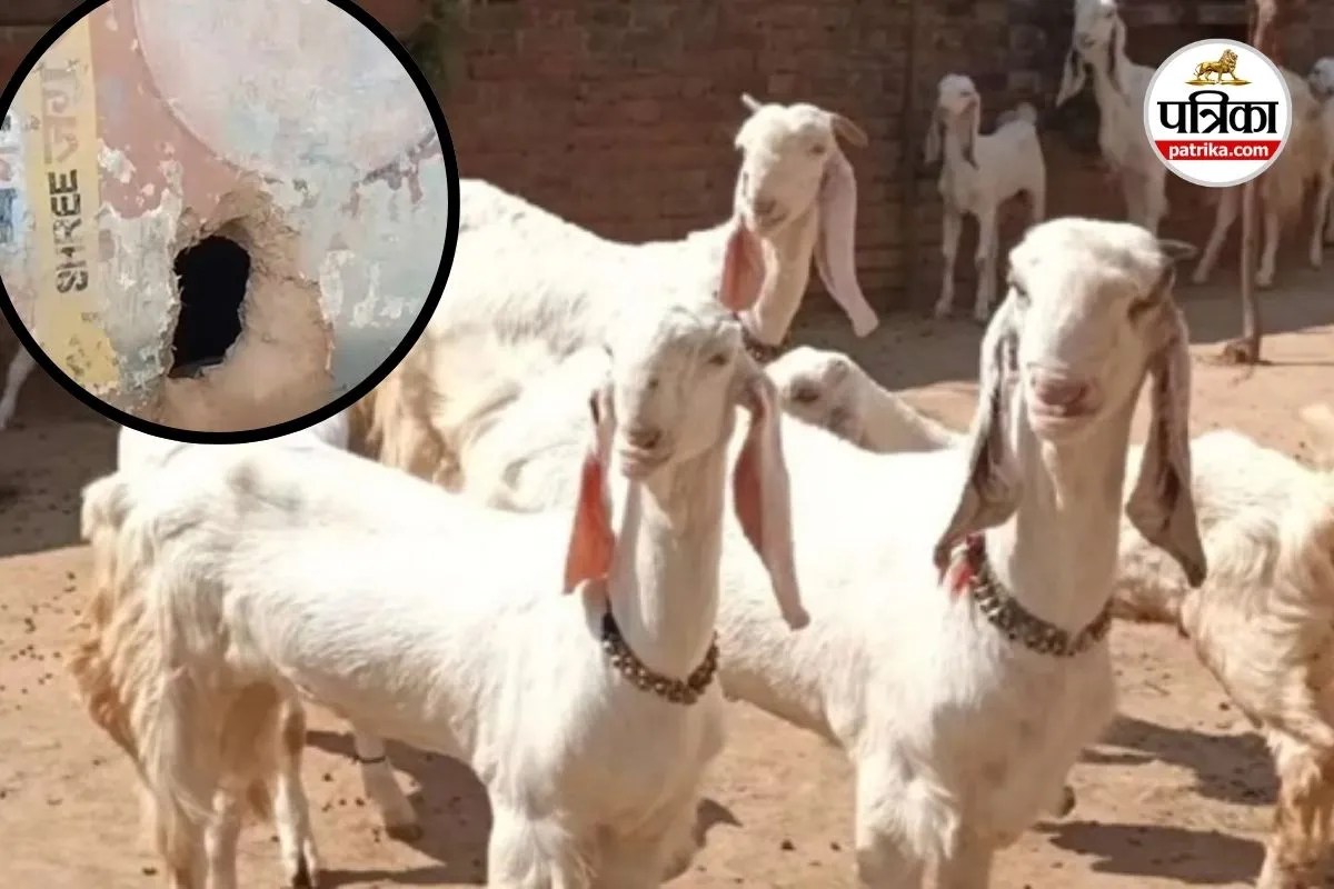 Goat Theft