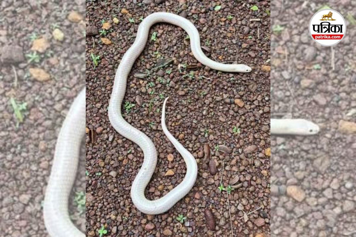 Leucistic Krait