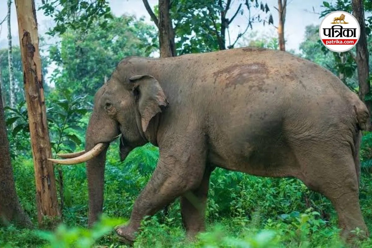 Elephant Harassment Penalty