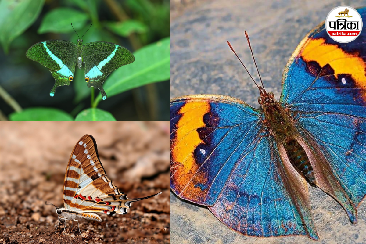 Chhattisgarh State Butterfly Voting