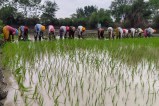 Monsoon