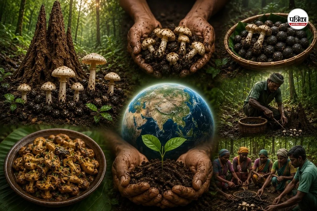 What is katrua mushroom