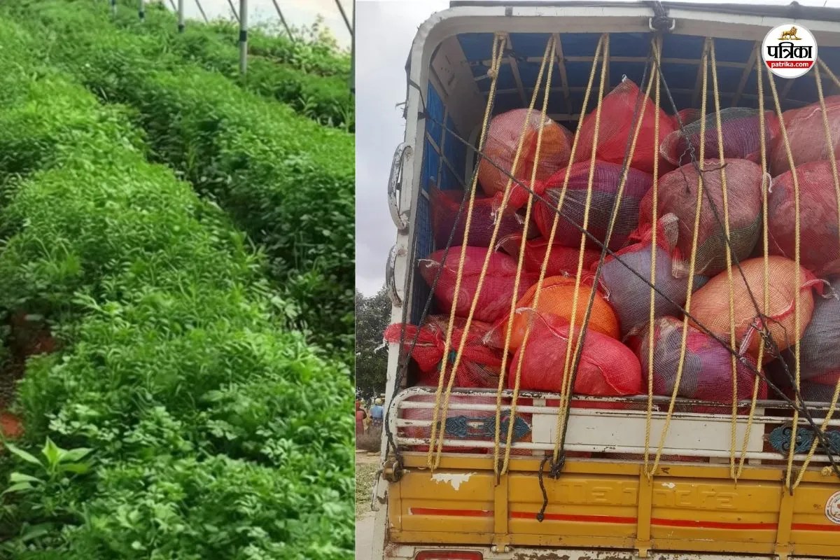 Jaipur Coriander prices cross Rs 250 common man worried know why prices increase