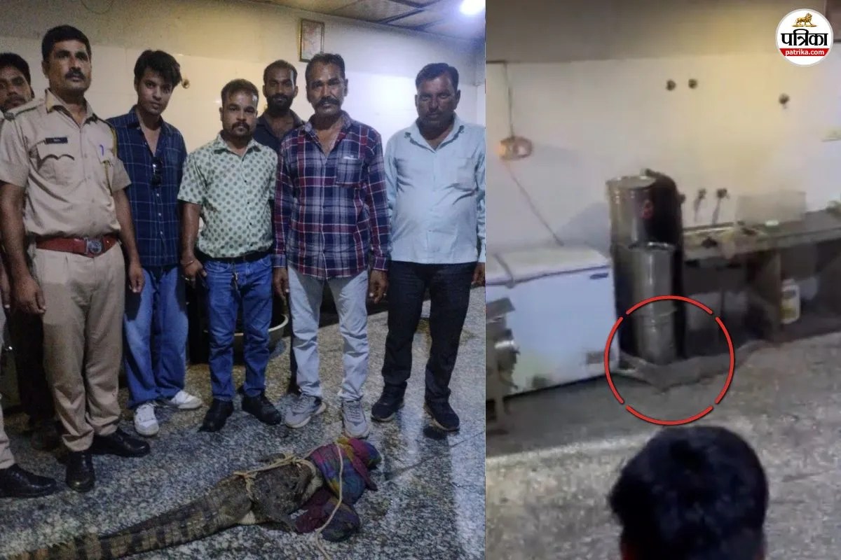 Crocodile In Hostel