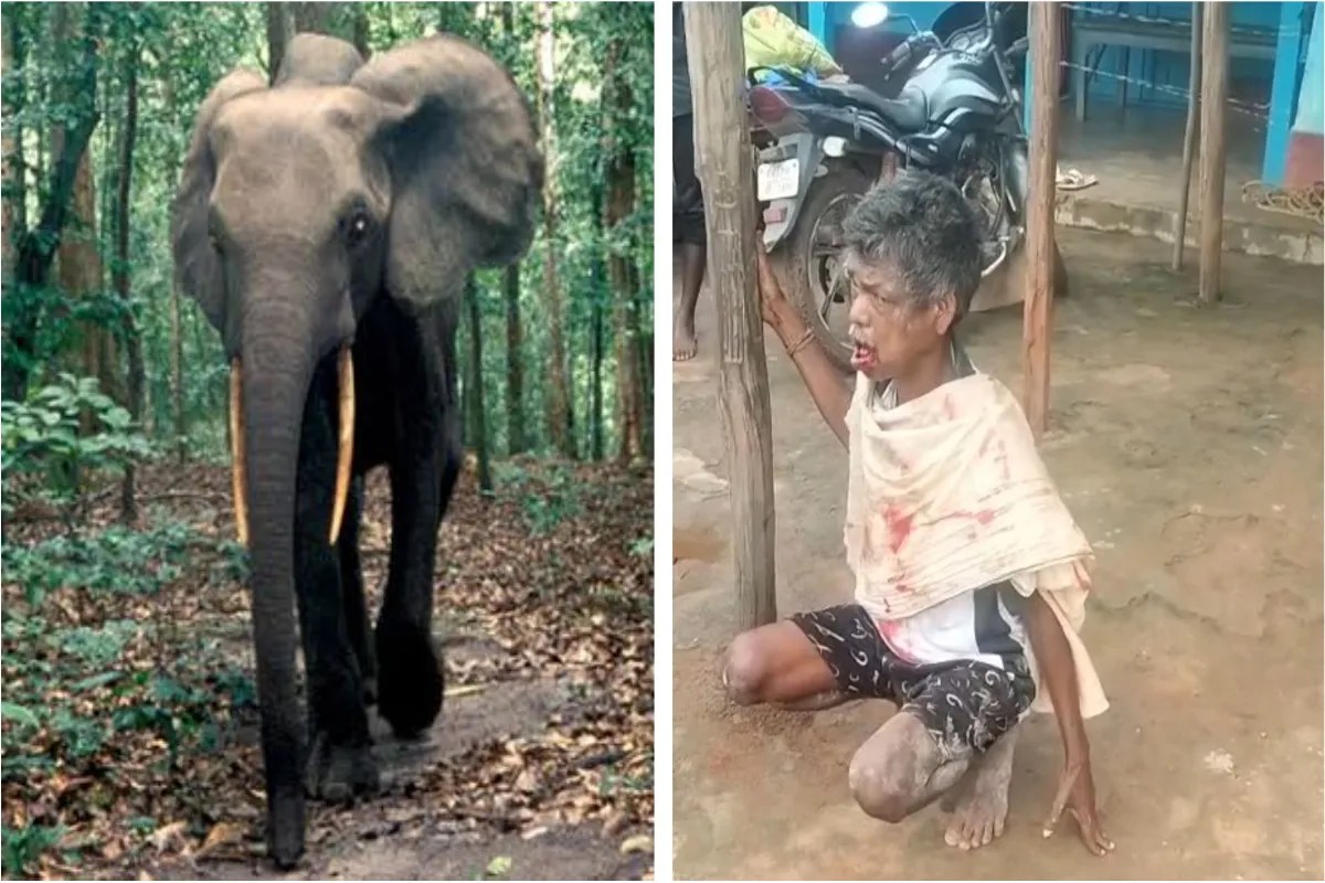 Elephant attack in Surguja