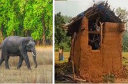 Elephant killed villager in forest