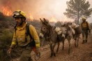 how donkeys are helping prevent wildfires in spain