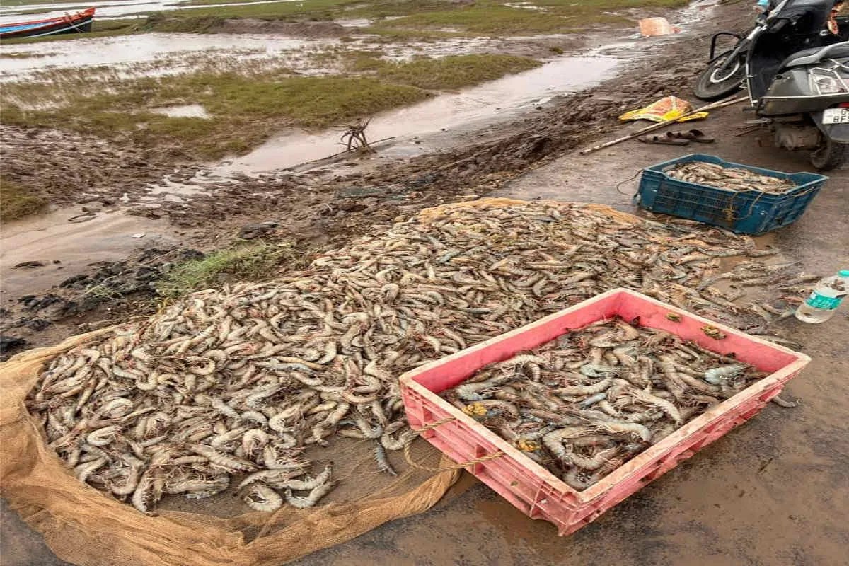 Gujarat Shrimp Farming