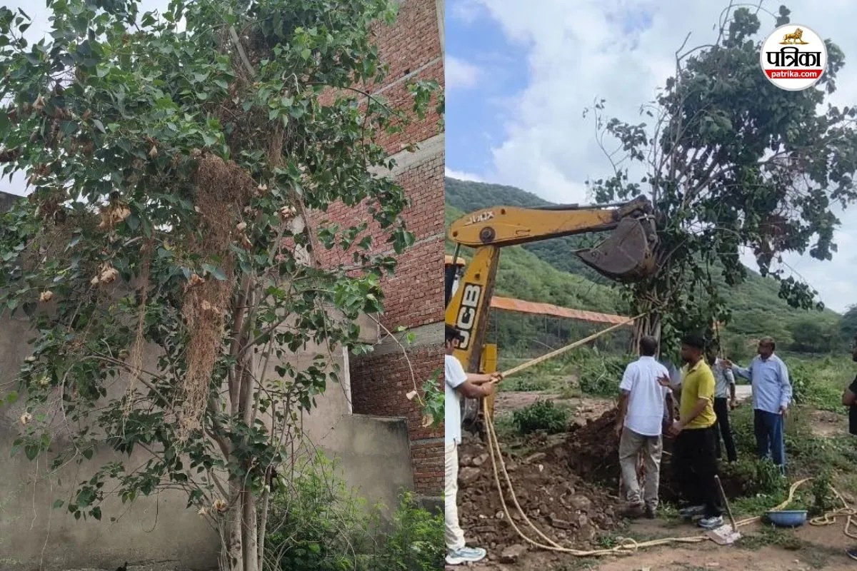 Jaipur Peepal Tree Transplantation