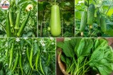 July Kitchen Garden Vegetables, Vegetables To Grow In Small Space