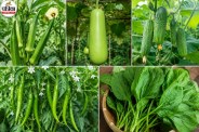 July Kitchen Garden Vegetables, Vegetables To Grow In Small Space