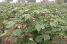 Sri Ganganagar: A standing cotton crop in a farmer's field in the Hunatpura area of ​​Padampur Tehsil.