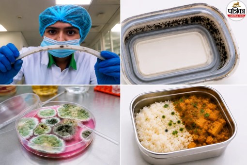Black Spots In Lunch Box Lid, Lunch Box Mould Prevention