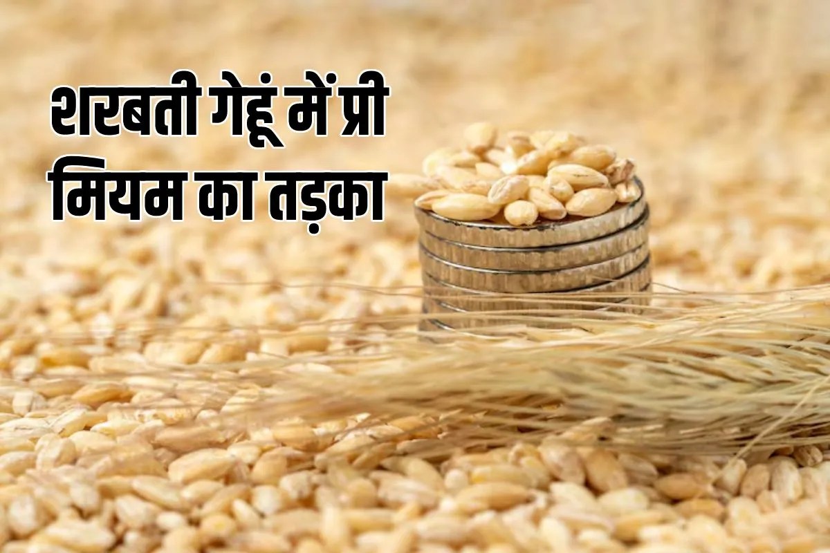 MP Sharbati Wheat Price Hike