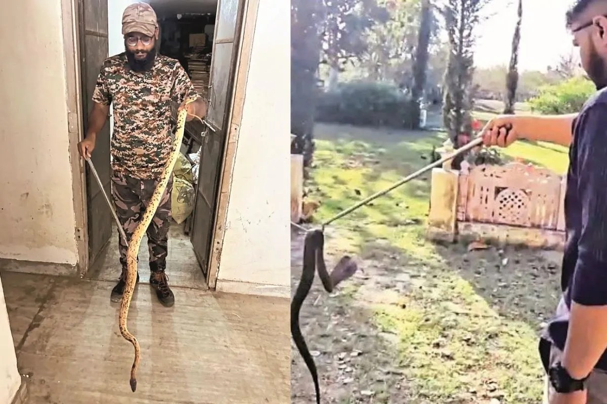 Monsoon Snake Alert Jaipur