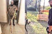 Monsoon Snake Alert Jaipur