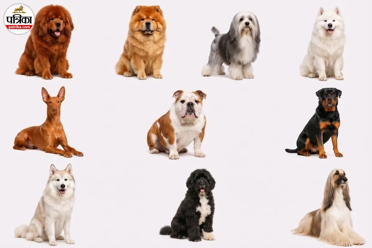 Most Expensive Dog Breeds, Duniya Ke Sabse Mehange Kutte