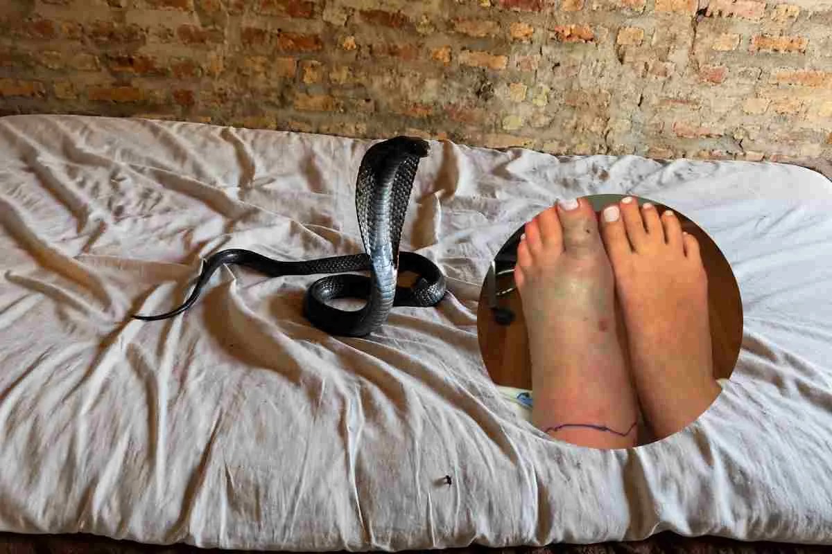 Shivani murder case: शव को कोबरा से डसवाया (प्रतिकात्मक फोटो Photo Source - AI PHOTO)