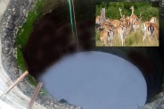 Death of 13 deer: 13 हिरणों की मौत (Photo Source - Patrika)