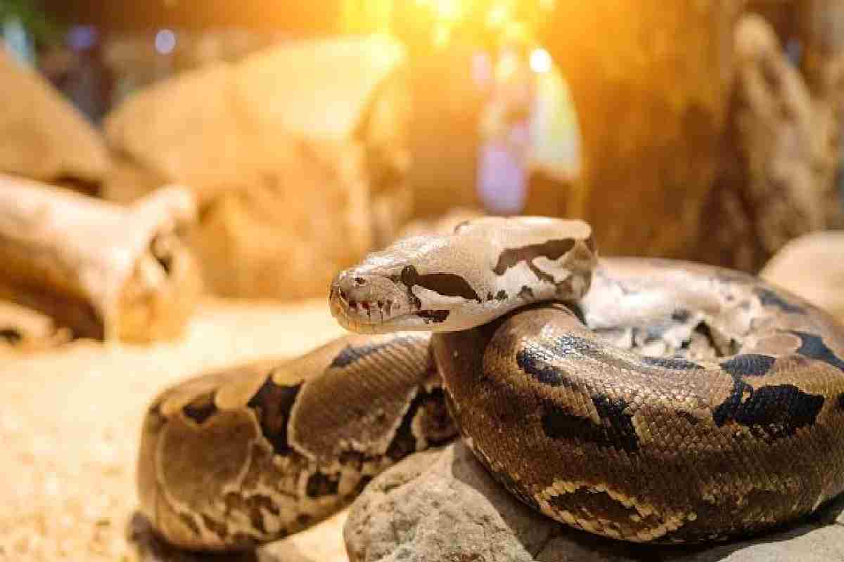 World Snakes Day: सांपों का रेस्क्यू (Photo Source - Patrika)