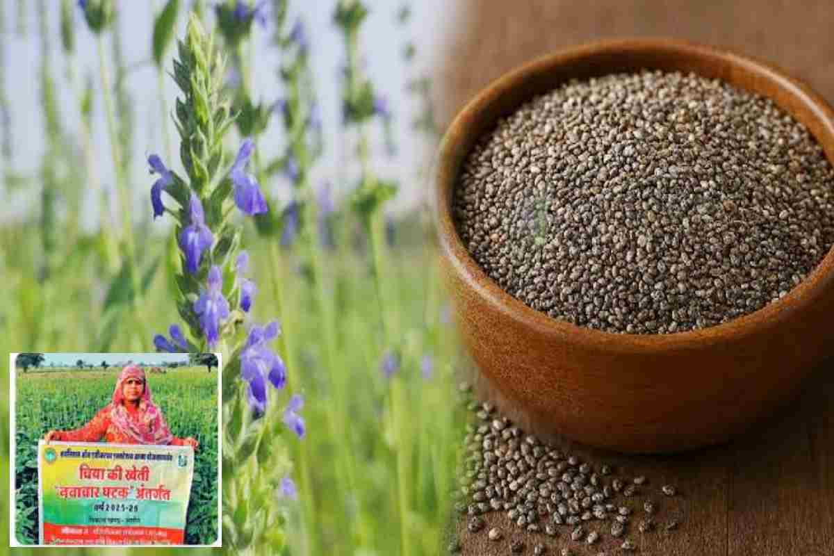 Chia seed cultivation:चिया सीड्स से कमाया मुनाफा (Photo Source - Patrika)