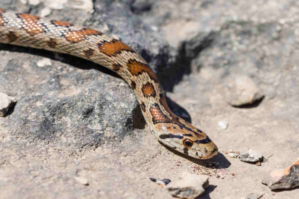 Snake bite:थोड़ी भी देरी जानलेवा साबित हो सकती (Photo Source - Patrika)