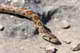 Snake bite:थोड़ी भी देरी जानलेवा साबित हो सकती (Photo Source - Patrika)