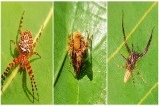 New Spider Record India