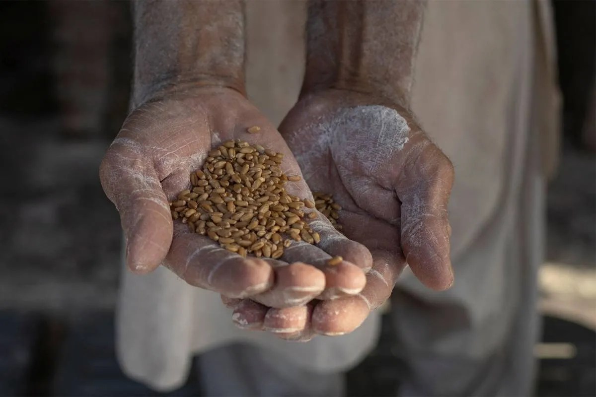 Pakistan Flour Crisis News.