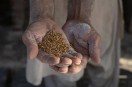 Pakistan Flour Crisis News.