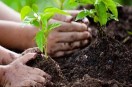 Tree Plantation