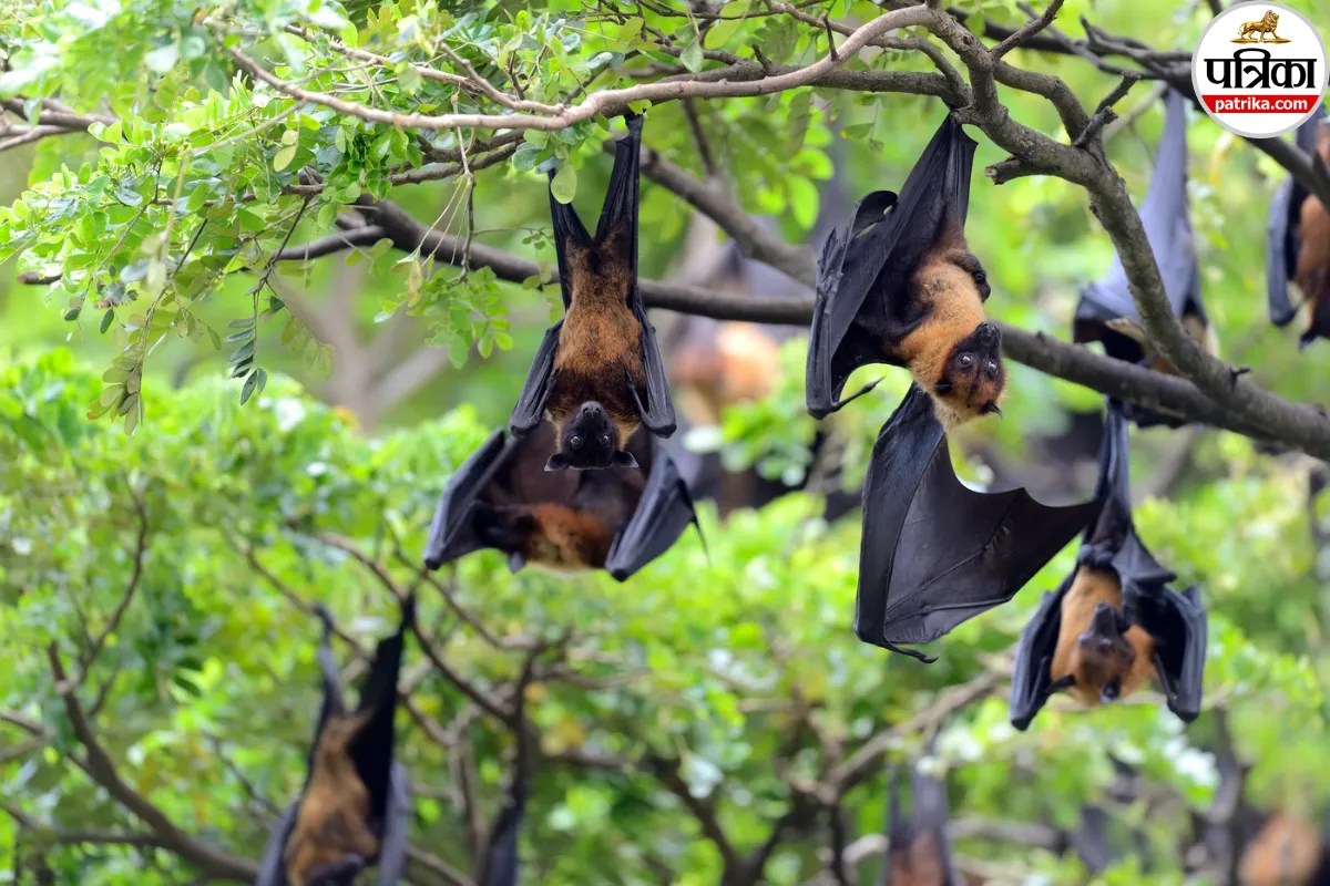 Rabies Transmission From Bats, canada bat rabies death,,rabies transmission from bats,