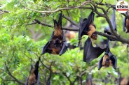 Rabies Transmission From Bats, canada bat rabies death,,rabies transmission from bats,