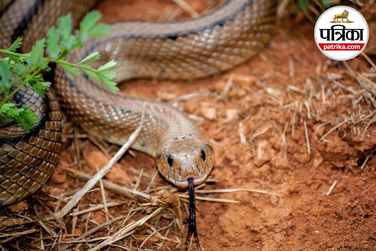 Snake Bite Symptoms WHO Snake Bite Guidelines Anti Snake Venom