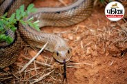 snake bite first aid ,how snake venom spreads in body,snake bite dos and donts,