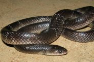 Snake bite