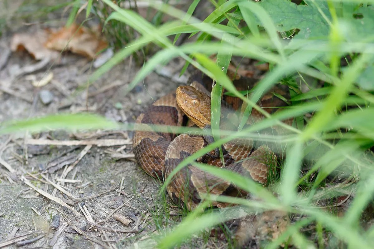 Snake bite in Surajpur